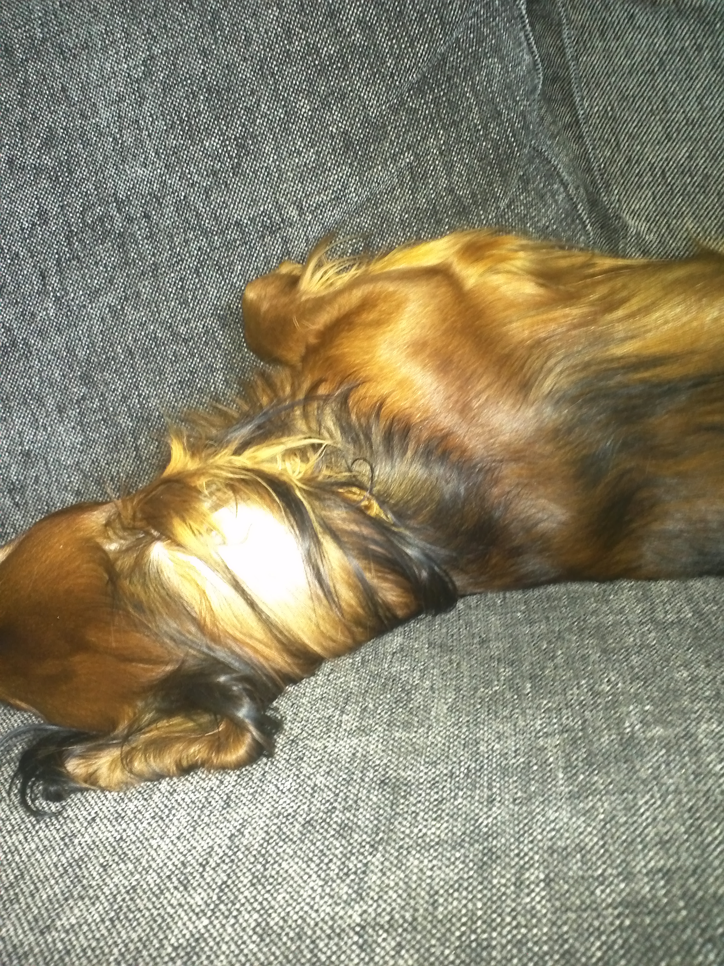 Alf i soffan